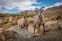 071 Mount Evans, dikhoornschapen